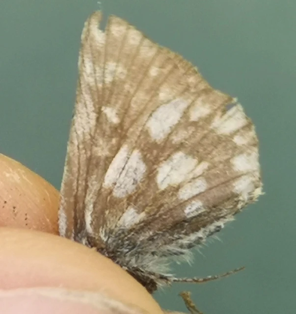 Spialia orbifer - törpe busalepke