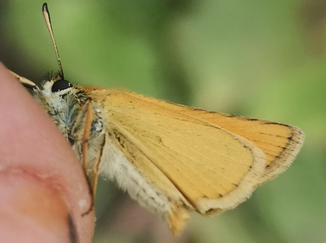 Thymelicus lineola - vonalas busalepke
