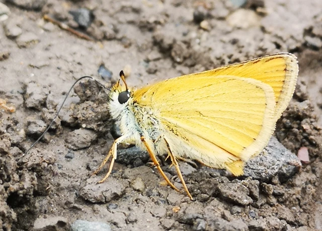 Thymelicus lineola - vonalas busalepke