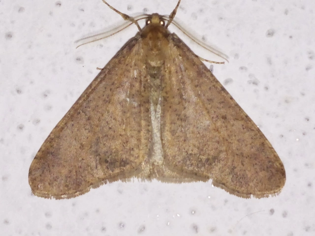 Erannis defoliaria - nagy téliaraszoló