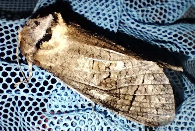 Cossus cossus - fűzfarontólepke