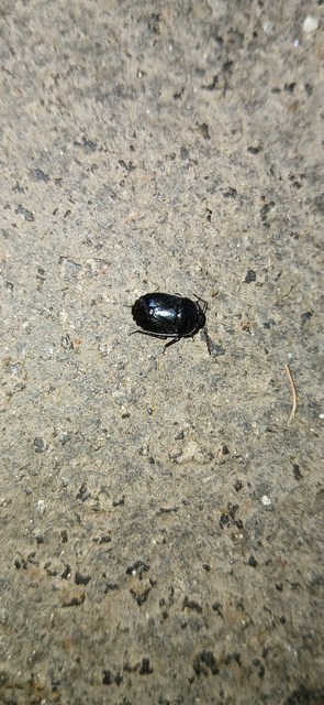 Canthophorus