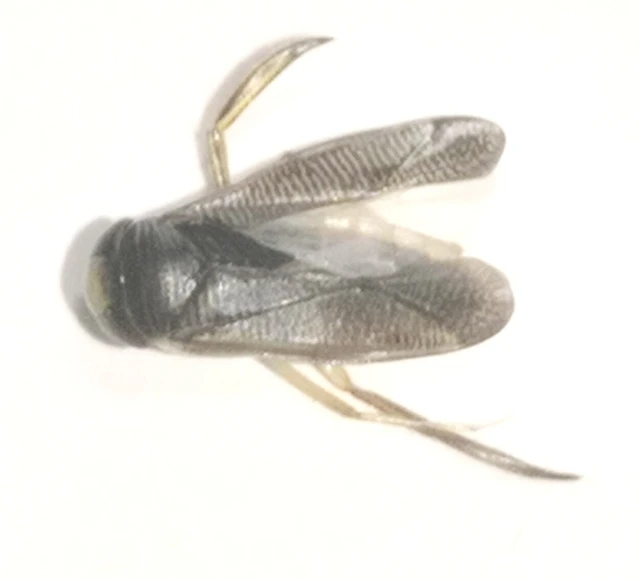Corixidae - búvárpoloskák Corixidae - búvárpoloskák
