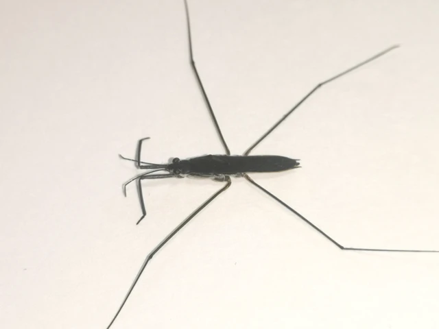 Gerridae - molnárpoloskák