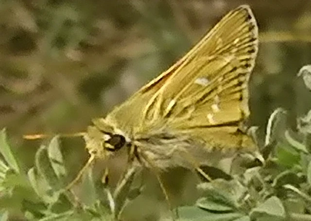 Hesperia comma - vesszős busalepke