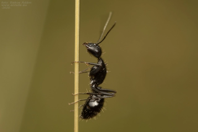 Camponotus aethiops - szőrös lóhangya