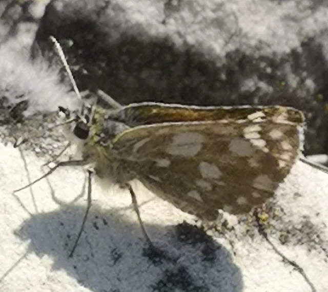 Spialia orbifer - törpe busalepke