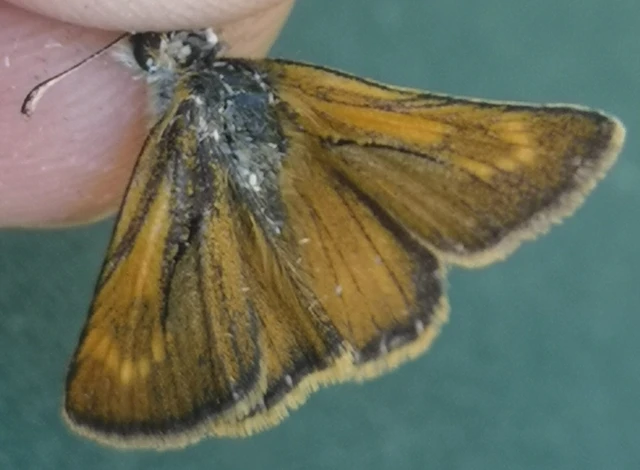 Thymelicus acteon - csíkos busalepke