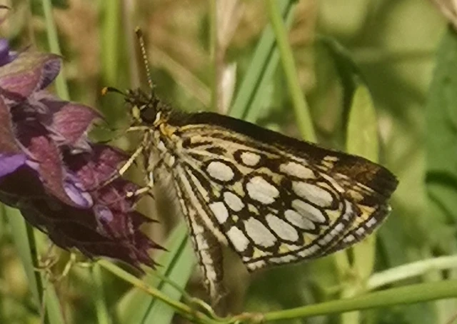 Heteropterus morpheus - tükrös busalepke