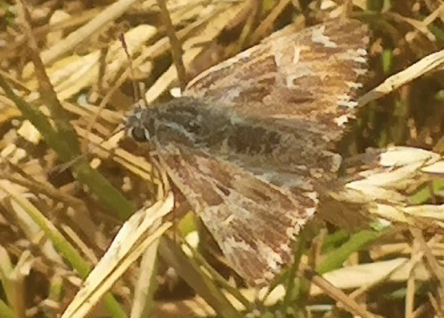 Carcharodus floccifera - pemetefű-busalepke