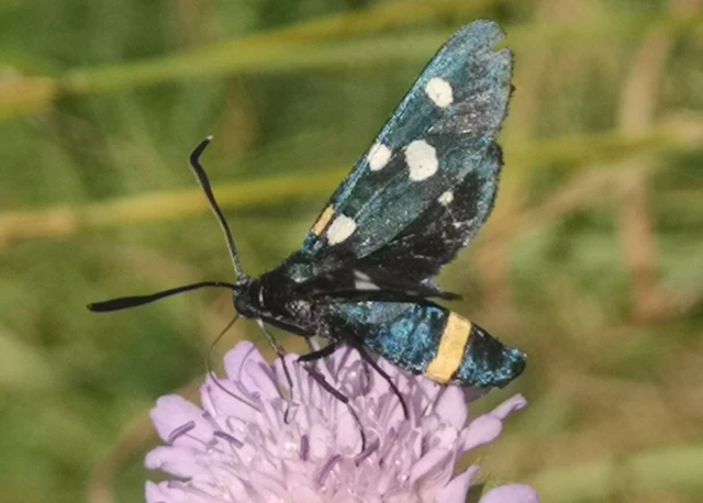 Zygaena ephialtes - változékony csüngőlepke