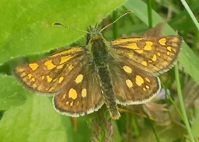 Carterocephalus palaemon - kockás busalepke