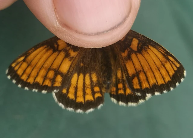 Melitaea athalia - közönséges tarkalepke