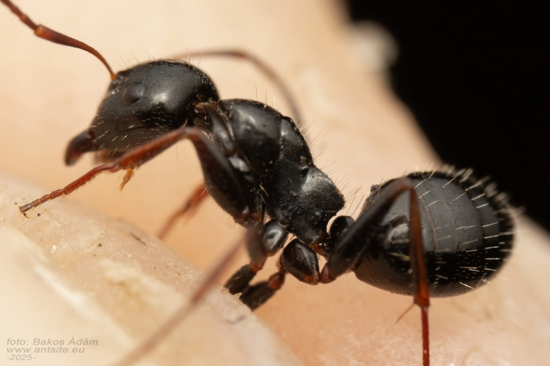 Camponotus atricolor - nyerges lóhangya