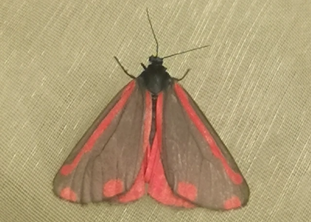 Tyria jacobaeae - jakabfű-medvelepke