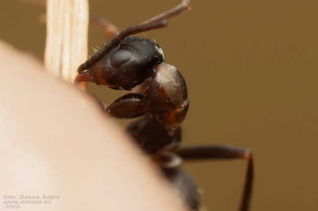 Formica rufibarbis - vörös rabszolgahangya