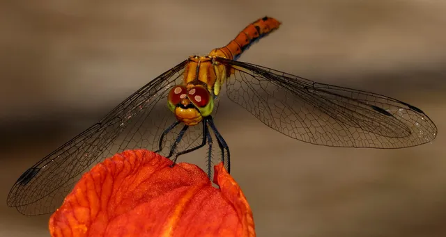 Sympetrum sanguineum - vörös katona-szitakötő