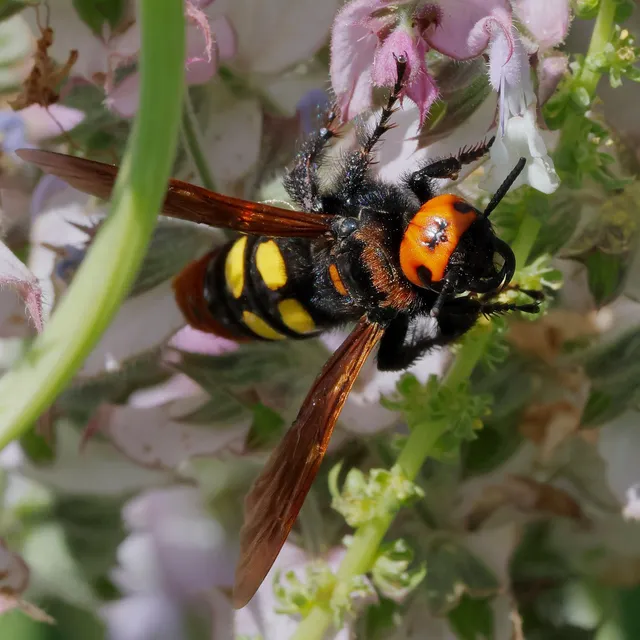 Megascolia maculata - óriás-tőrösdarázs