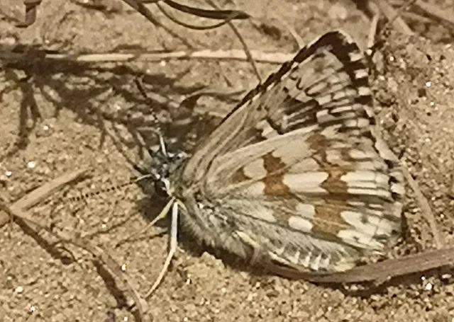 Pyrgus carthami - nagy busalepke