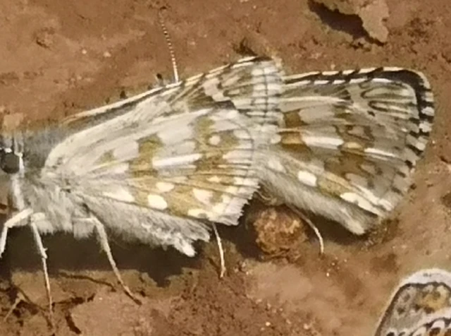 Pyrgus carthami - nagy busalepke