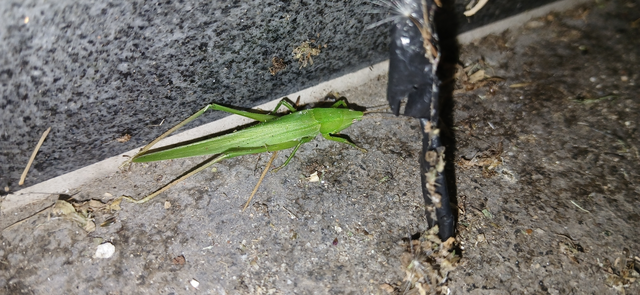 Ruspolia nitidula - nagy kúpfejűszöcske
