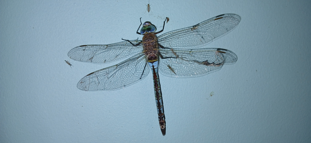 Anax parthenope - barna óriásacsa