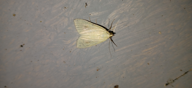 Sitochroa palealis - kénszárnyú dudvamoly