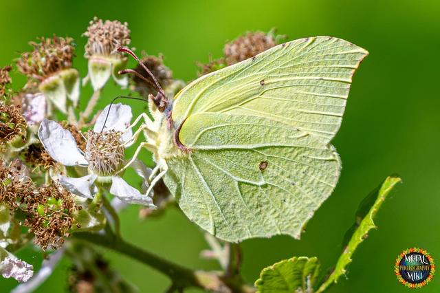 Gonepteryx rhamni - citromlepke