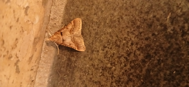 Stemmatophora brunnealis - barna fényilonca