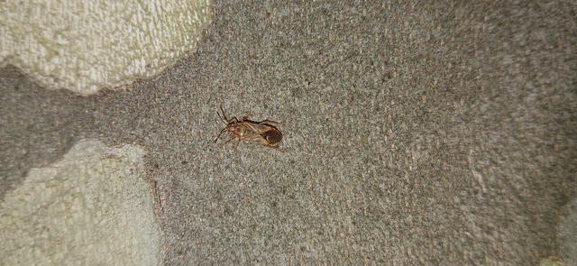 Arocatus longiceps - platánbodobács