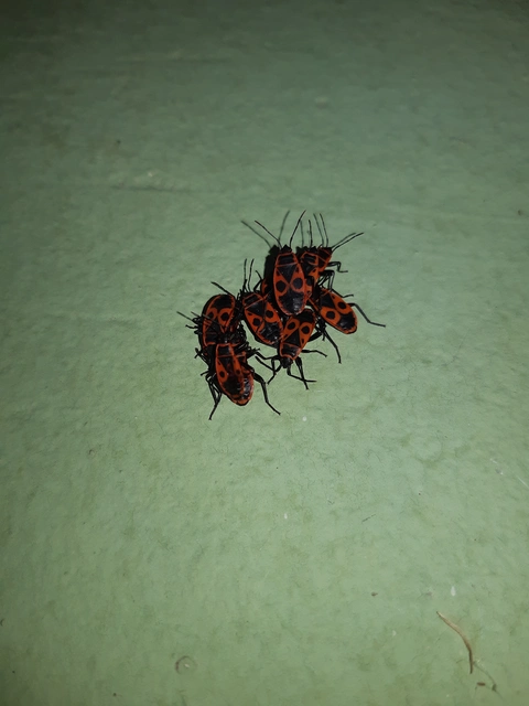 Pyrrhocoris apterus - verőköltő poloska