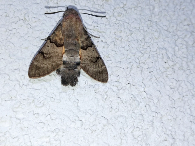 Macroglossum stellatarum - kacsafarkú szender
