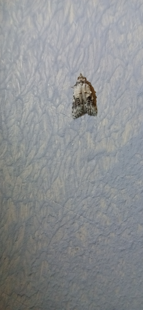 Carposina scirrhosella - közönséges csipkebogyómoly