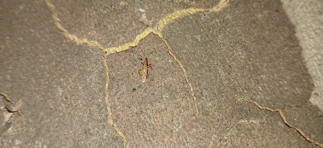 Belonochilus numenius - amerikai platánbodobács
