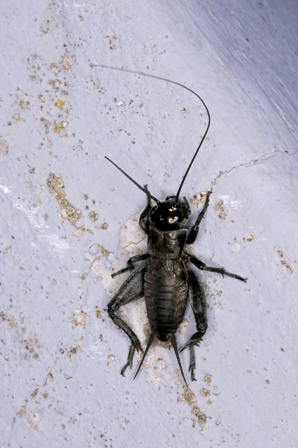 Melanogryllus desertus - fekete tücsök