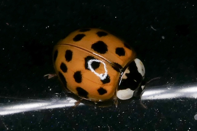 Harmonia axyridis - harlekinkatica