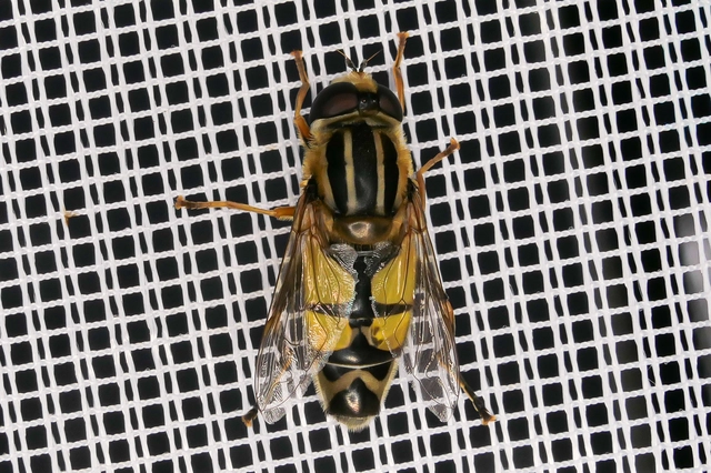 Helophilus trivittatus - nagy mocsárilégy