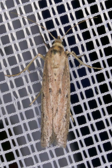 Microlepidoptera - Molylepkék