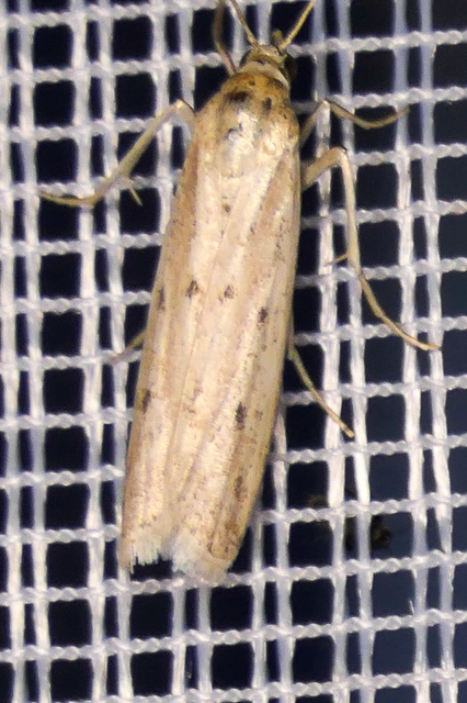 Microlepidoptera - Molylepkék