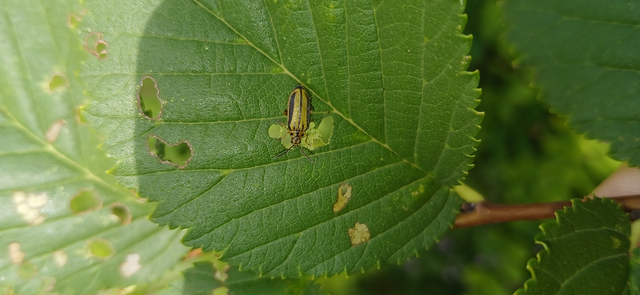 Xanthogalerucella luteola - szilfa-olajosbogár