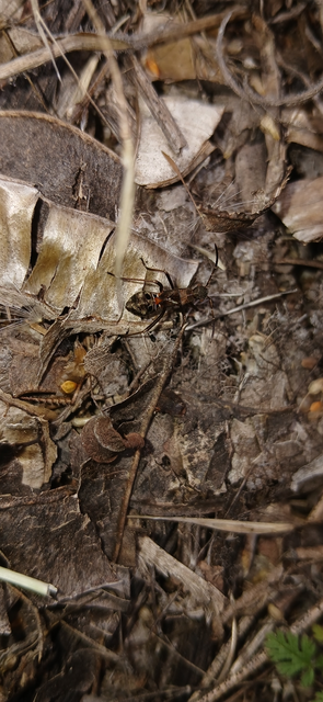 Alydus calcaratus - szőrös tövispoloska