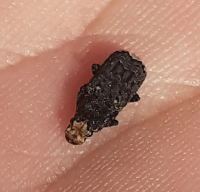 Platyrhinus resinosus - nagy orrosbogár