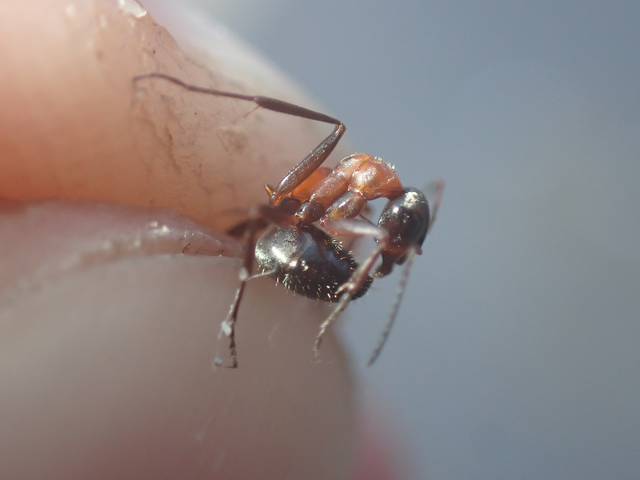 Formica rufibarbis - vörös rabszolgahangya