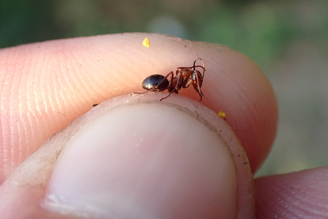 Formica rufibarbis - vörös rabszolgahangya