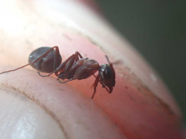 Formica rufibarbis - vörös rabszolgahangya