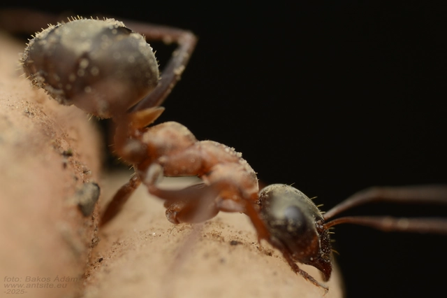 Formica cunicularia - gyakori rabszolgahangya