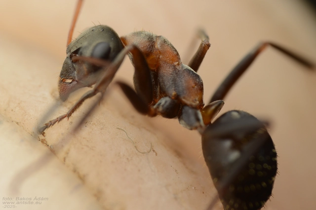 Formica rufibarbis - vörös rabszolgahangya