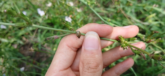 Rubiconia intermedia - bronzos címerespoloska