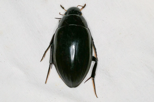 Hydrophilus
