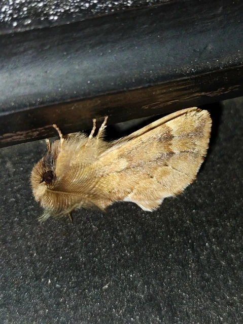 Ptilophora plumigera - tollas púposszövő